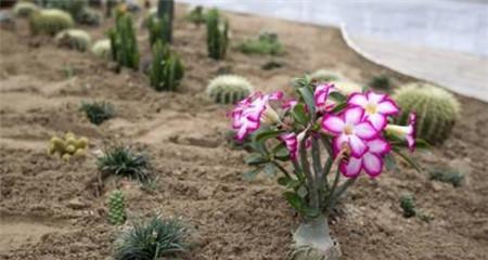 如何种植沙漠玫瑰（教你从种子到开花的全过程）