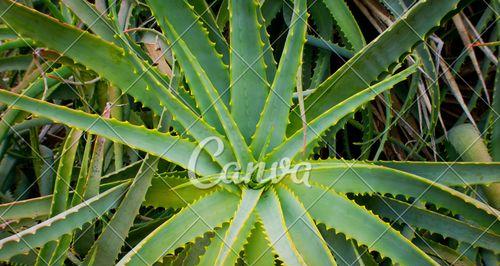 沙漠中的绿色生命——沙漠植物探秘（从仙人掌到仙人掌）