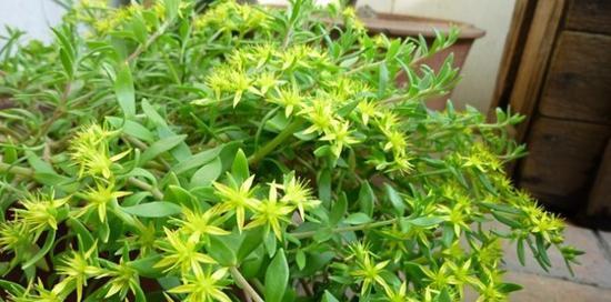 沙壤土的植物选择（适合种植的优质植物及其特点）