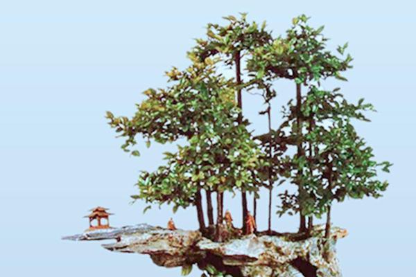 沙石地适合种什么树（探寻沙石地树种选择的秘密）