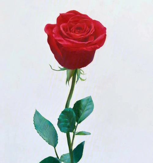 一朵玫瑰花的象征意义（玫瑰花代表爱情与美丽）