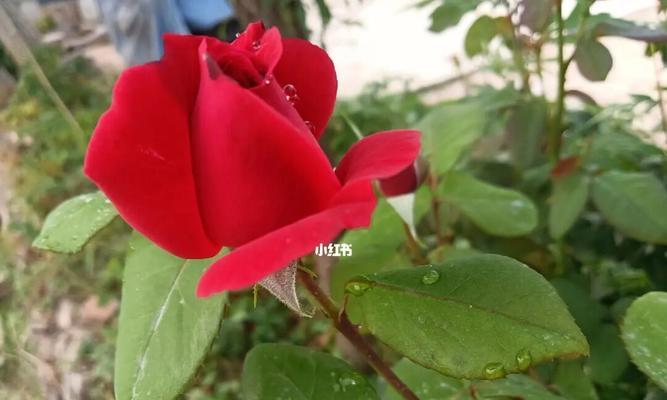 一朵玫瑰花的象征意义（玫瑰花代表爱情与美丽）