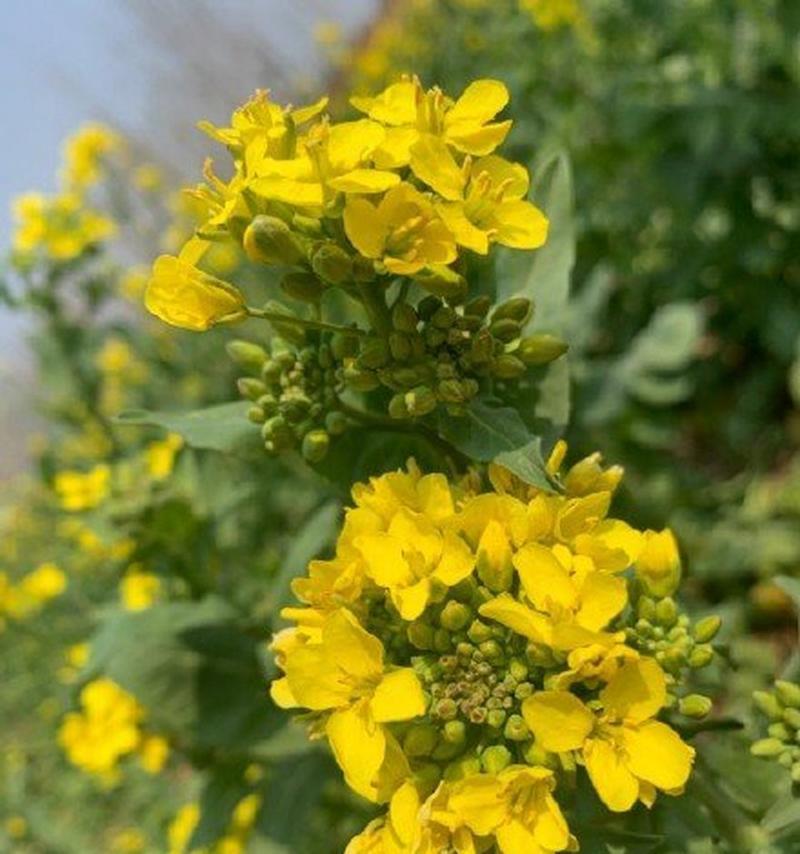 油菜花的花语与传说（绚烂如锦的油菜花田）