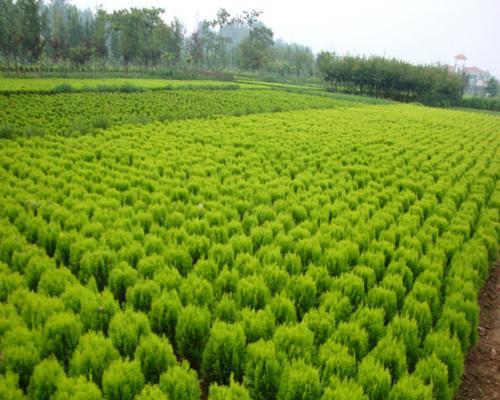 沙土地适合种植哪些树种（探究沙土地的特点和适合生长的树种）
