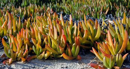 沙土地适合种植哪些树种（探究沙土地的特点和适合生长的树种）