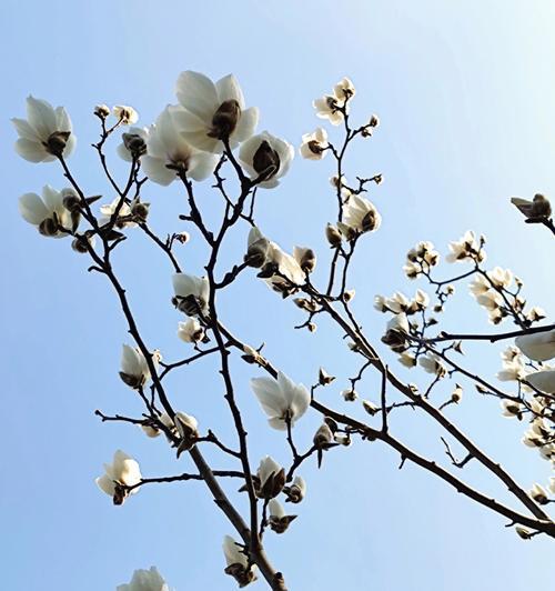 玉兰花的传说与寓意（探索玉兰花的历史和象征意义）