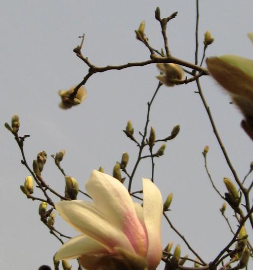 玉兰花的象征意义及魅力（探寻玉兰花的文化内涵与美丽之谜）