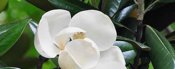 玉兰花的花语与代表意义（解读玉兰花的神秘语言）