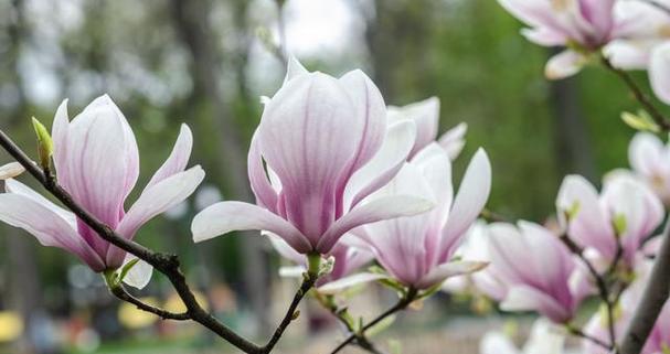 玉兰花的花语与代表意义（解读玉兰花的神秘语言）