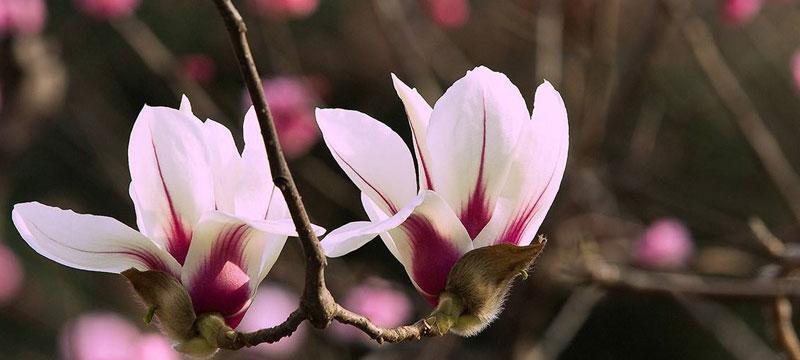 玉兰花的花语与代表意义（解读玉兰花的神秘语言）