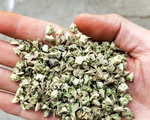 探究沙苑子种植技术及亩产量（提高沙苑子亩产量的方法与技巧）