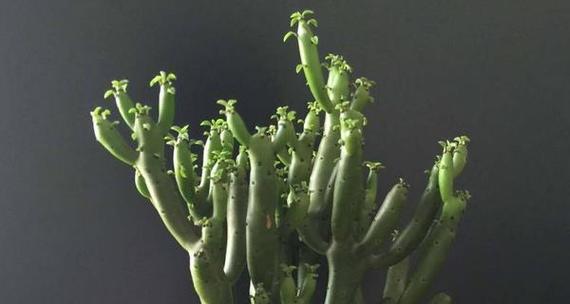珊瑚棒如何养才能开花（珊瑚棒养护的注意事项）