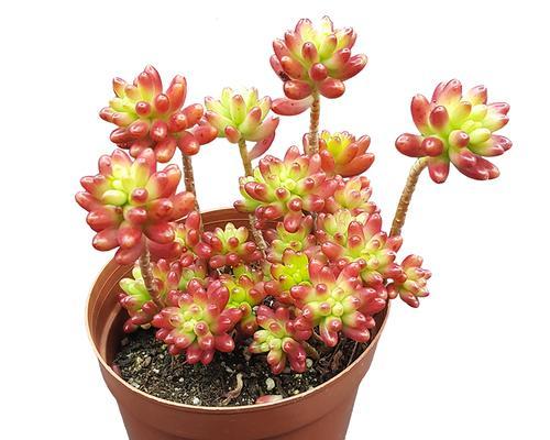 吉祥多肉植物（以多肉为载体）