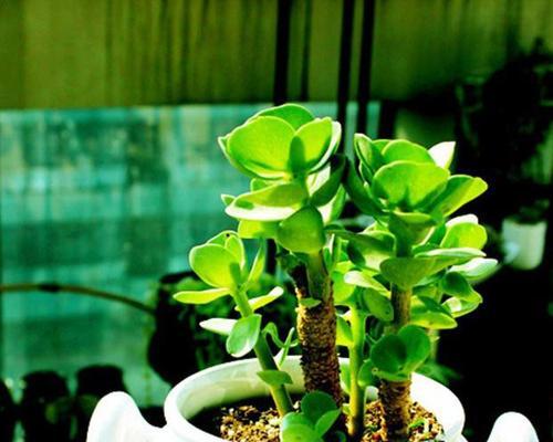 吉祥多肉植物（以多肉为载体）