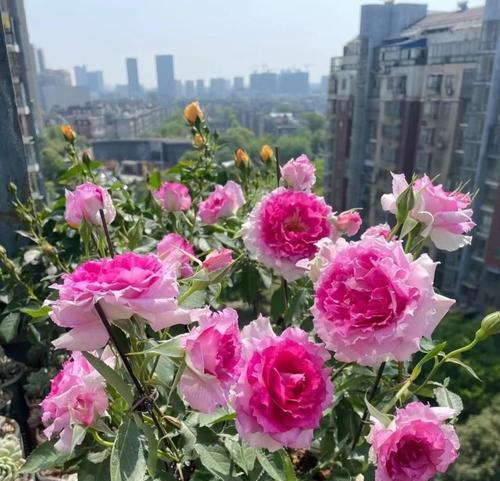 月季春化（月季春化与植物生长的密切关系）