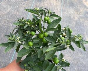 如何养成珊瑚豆的老桩造型（教你从根部到修剪的全过程）