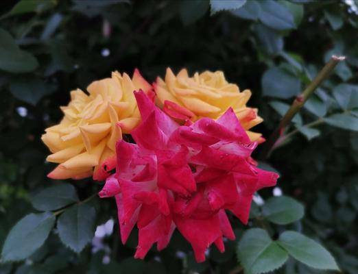 五彩斑斓的月季花花语（探寻不同颜色月季花的含义与象征）