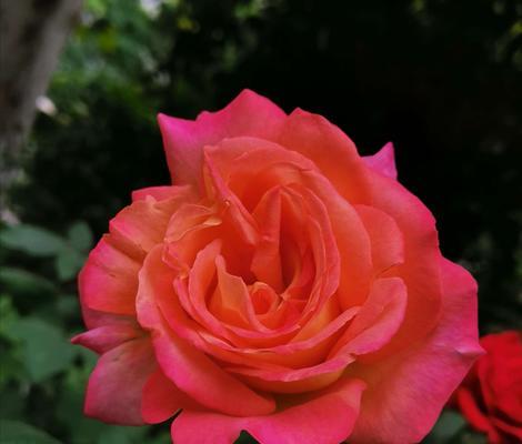 月季花开放的时机及其花语（探秘月季花盛放的季节与花朵的含义）