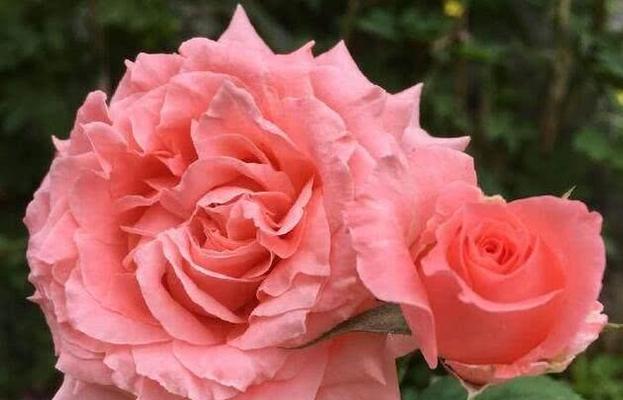 探寻珊瑚果冻月季（解读珊瑚果冻月季的生长习性和分类特点）
