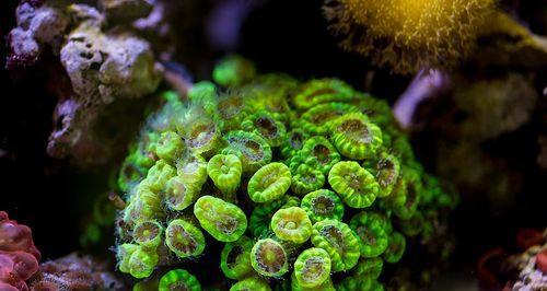 珊瑚并非植物，属于海洋动物（珊瑚的特征和分类）