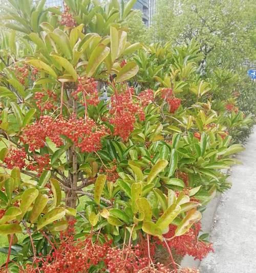 珊瑚树的养护技巧（让珊瑚树长得更高更美丽）