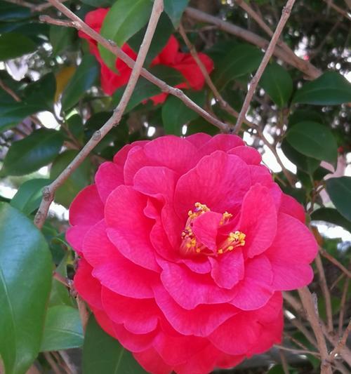珠海市花及其象征意义的探究（探寻珠海市花的文化内涵和象征意义）