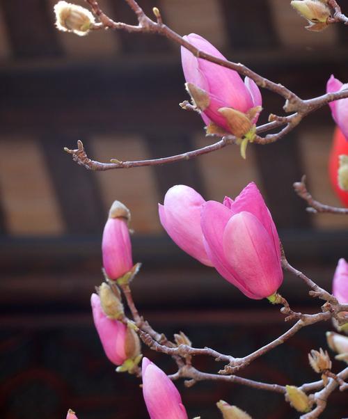 珠海市花及其象征意义的探究（探寻珠海市花的文化内涵和象征意义）