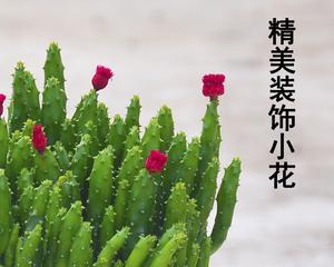 珊瑚养殖方法（从小白到专家）