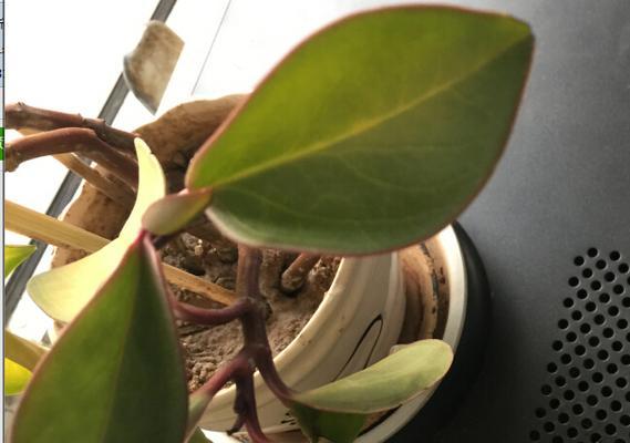 珊瑚蕨叶子蔫了怎么办（教你如何拯救珊瑚蕨）