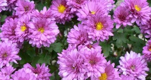紫色菊花的花语——祝福与自尊