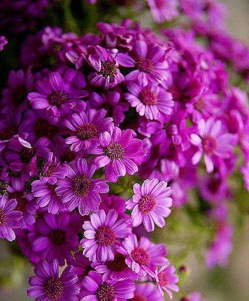 紫色菊花的花语——祝福与自尊