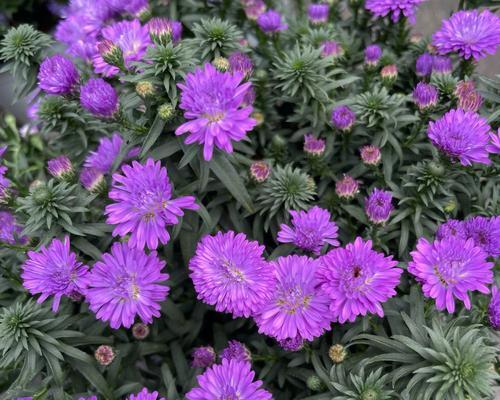 紫色菊花的花语——祝福与自尊
