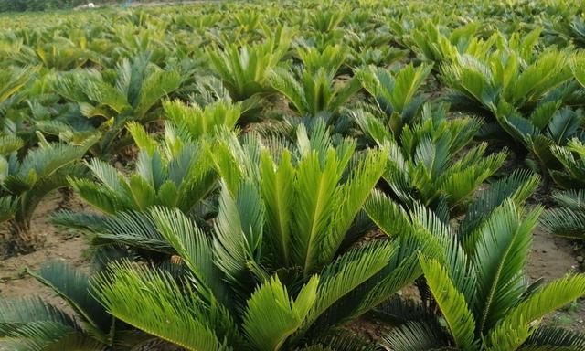 杉松柏是裸子植物吗（解读植物分类学中的常见问题）