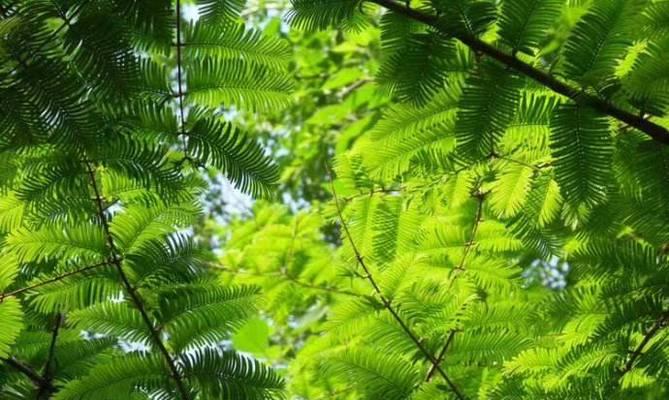 杉松柏是裸子植物吗（解读植物分类学中的常见问题）
