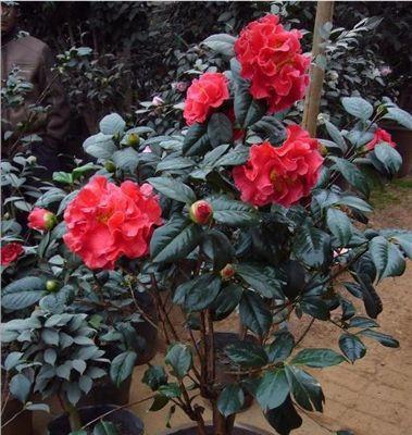 山茶花的花期与特点（揭秘山茶花的生长与花开情况）