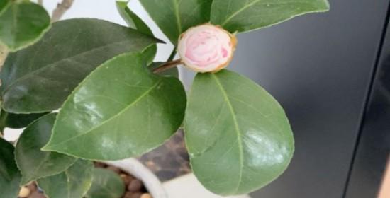 如何浇水山茶花（山茶花浇水的时间）