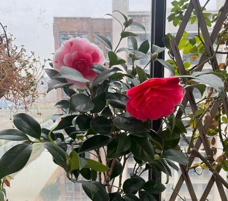 如何浇水山茶花（山茶花浇水的时间）