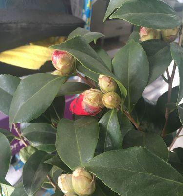 如何浇水山茶花（山茶花浇水的时间）