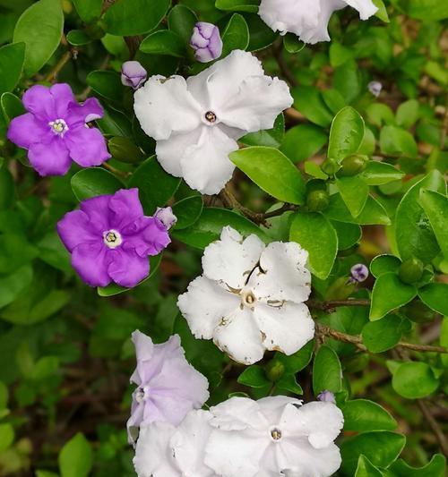 茉莉花的花语及送花意义（茉莉花的美丽与心灵的守护）