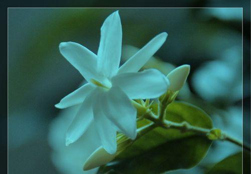 茉莉花的花语及送花意义（茉莉花的美丽与心灵的守护）