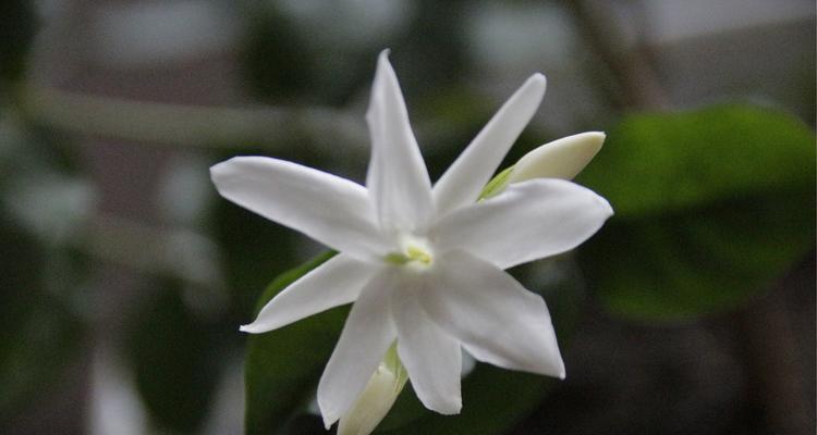 茉莉花的花语及送花意义（茉莉花的美丽与心灵的守护）