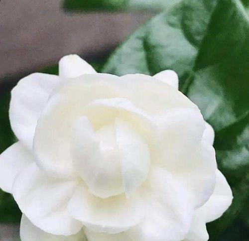 茉莉花的花语及代表意义（探寻茉莉花的浪漫与神秘）