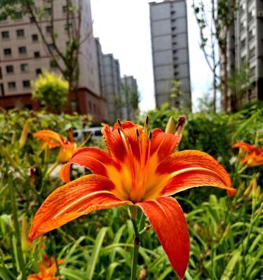 萱草花语与寓意（探寻萱草的神秘传说）