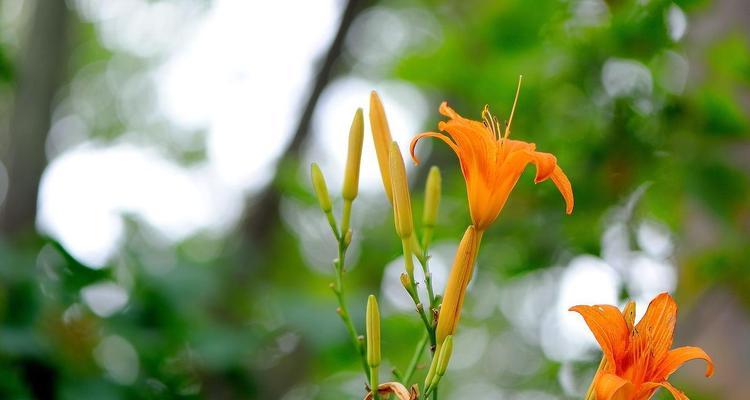 萱草花语与寓意（探寻萱草的神秘传说）