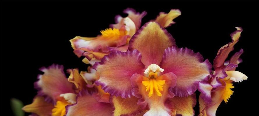 蕙兰花（探寻蕙兰花语的意义与魅力）