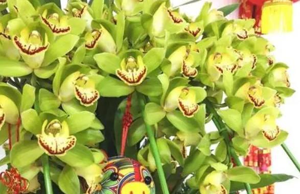 蕙兰花（探寻蕙兰花语的意义与魅力）