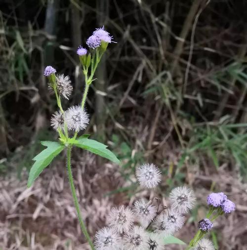 藿香蓟的花语和传说（传承千年的神奇花语）