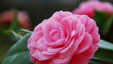 山茶花的生长习性及对阳光的适应能力（探讨山茶花是否怕晒）