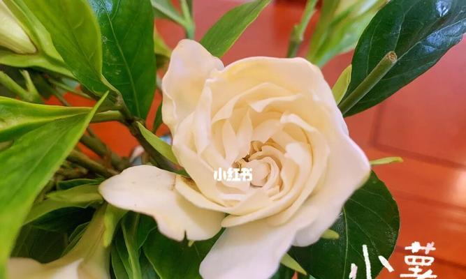 栀子花的花语与象征（浪漫花语与幸福象征-栀子花）