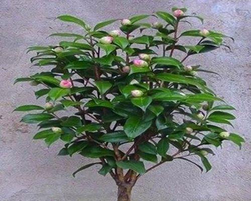探秘山茶花开放期（山茶花的开放期是多久）